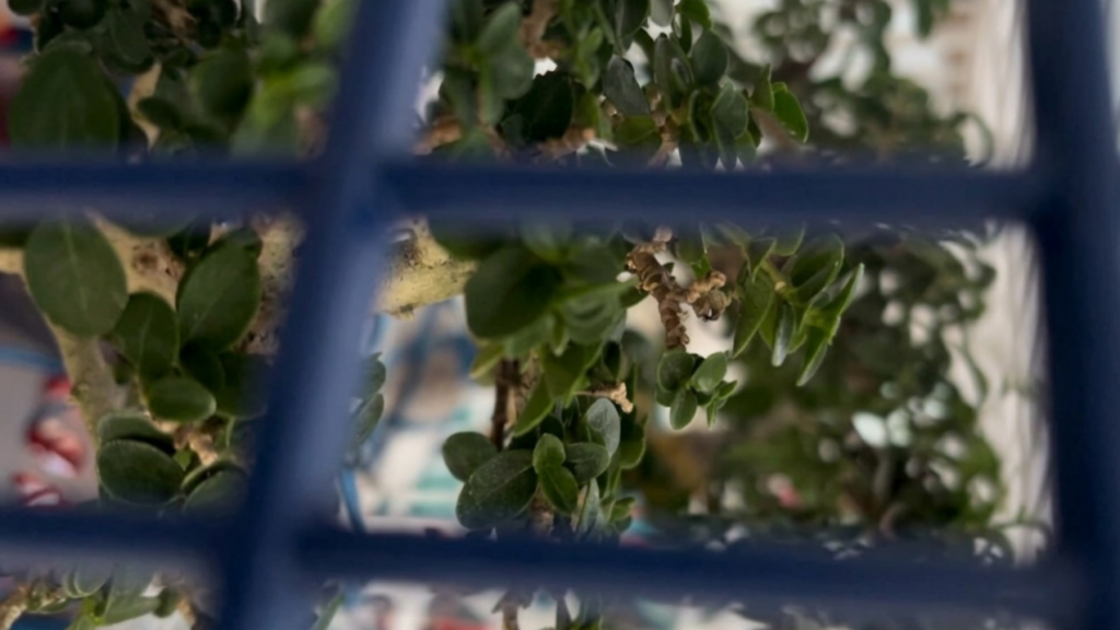 Kirim bonsai ke Malaysia dan Singapore, gimana caranya?